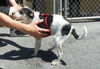 Gidget