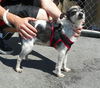Gidget