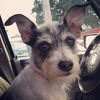 Gidget