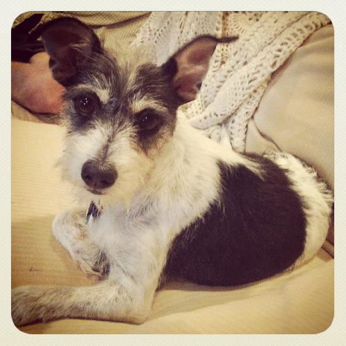 Gidget