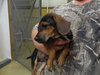 Ditter -Puppy