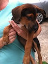 Ditter -Puppy