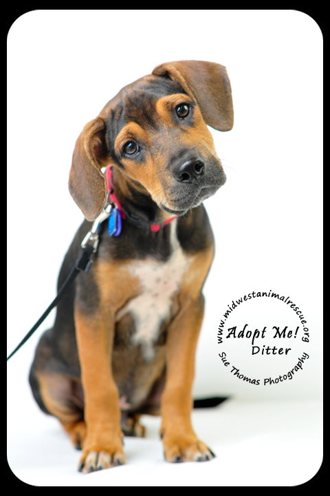 Ditter -Puppy