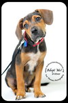 Ditter -Puppy