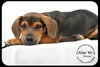 Ditter -Puppy