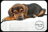 Ditter -Puppy