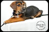 Ditter -Puppy