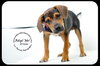 Ditter -Puppy