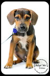Ditter -Puppy
