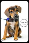 Ditter -Puppy