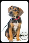 Ditter -Puppy