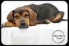 Ditter -Puppy