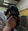 Pocket -Puppy