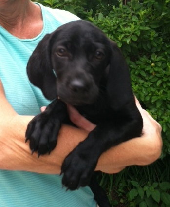 Pocket -Puppy