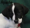 Apache Puppy