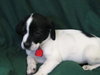 Apache Puppy