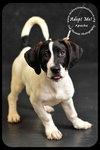 Apache Puppy