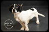 Apache Puppy