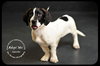 Apache Puppy