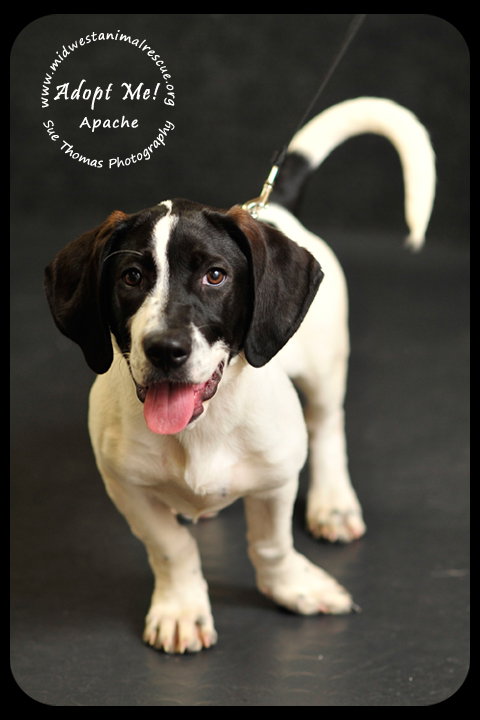 Apache Puppy