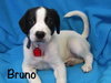 Bruno Puppy