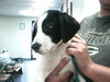 Bruno Puppy