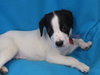 Bruno Puppy