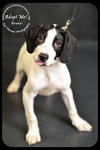 Bruno Puppy