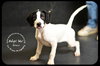 Bruno Puppy