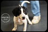 Bruno Puppy