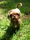 Hershey
