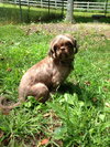Hershey