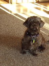 Hershey