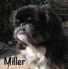 Miller