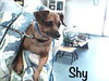 Shy