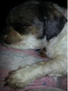 Miss Darby