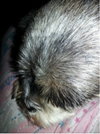 Miss Darby