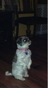 Miss Darby