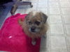 Benji