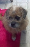 Benji