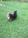 Bugsy