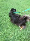 Bugsy