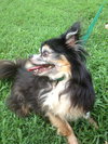 Bugsy