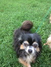 Bugsy
