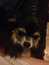 Bugsy