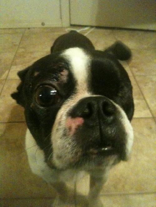 Frankie