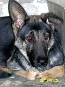 Hilde