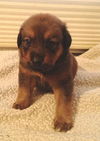 Peanut Butter Cup