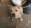 Chloe-Puppy