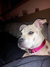 Chloe-Puppy